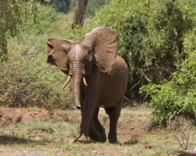 Elephant out of the mud pool