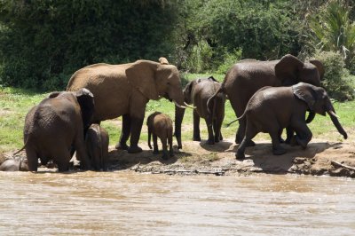 Bathing elephants