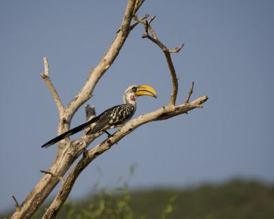 Eastern Yellow-billed hornbill