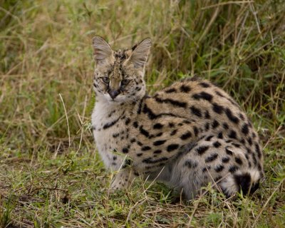 Serval Cat