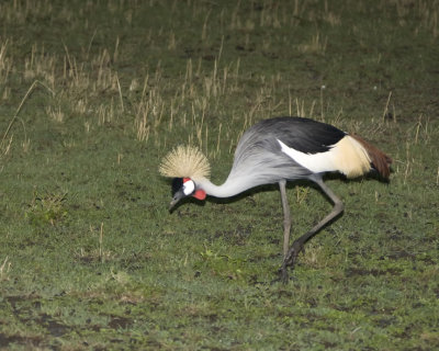 Crowned Crane at night