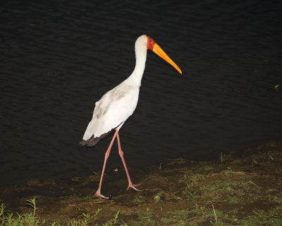 Yellow-billed Stork at night
