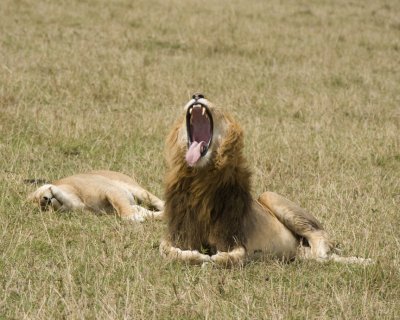 Yawning Lion - mating pair