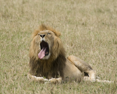 Yawning Lion