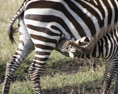 Zebra nursing
