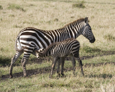 Zebra nursing