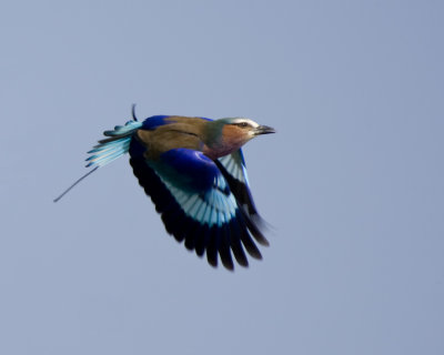 Lilac-breasted Roller in flight