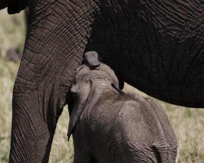 Elephant nursing