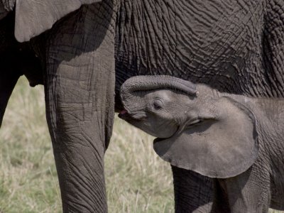 Elephant going to nurse