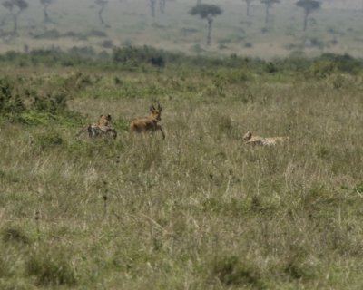 The hunt is on - Cheetahs and Reedbuck