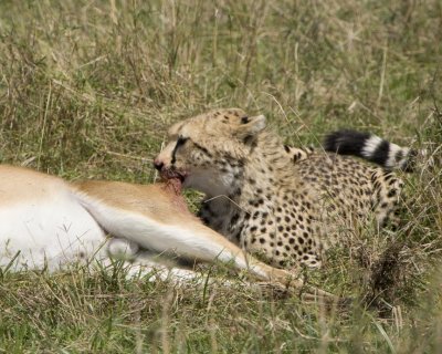 Cheetah feeding