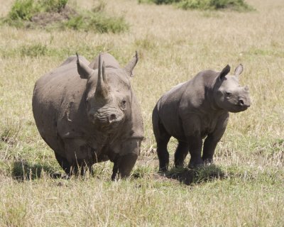 Black Rhinoceros - mother and baby