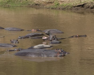 Hippopotamus pool