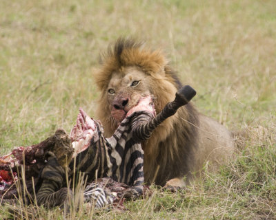 Lion feeding on zebra