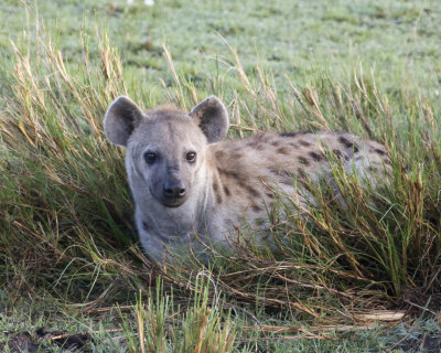 Spotted Hyaena