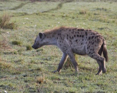 Spotted Hyaena