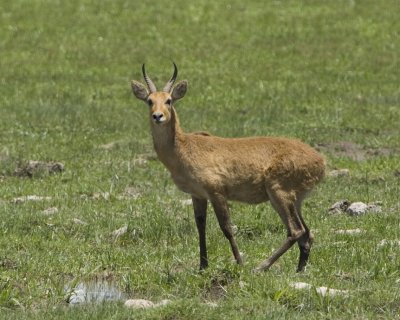 Male Reedbuck