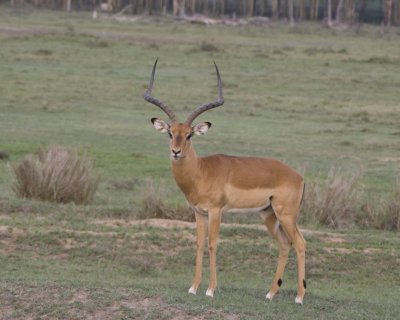 Impala (ram)