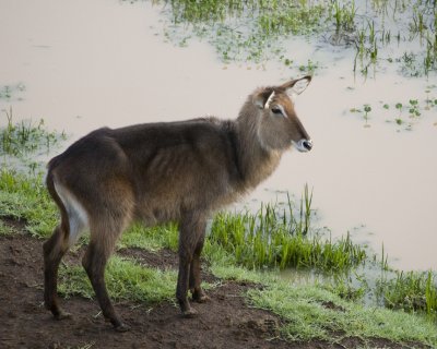 Defassa Waterbuck (female)