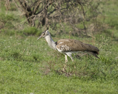 Kori Bustard