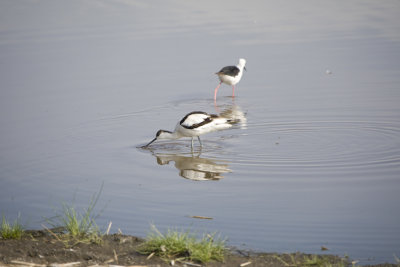 Pied Avocet and Black Winged Stilt