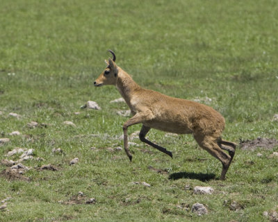 Male Reedbuck