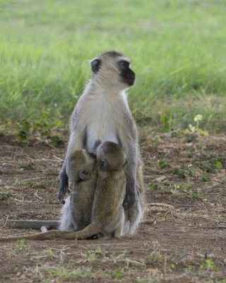 Vervet Monkey and nursing babies