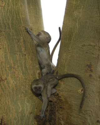 Ververt baby monkeys at play