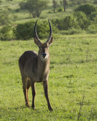 Waterbuck