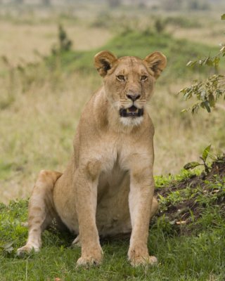 Lioness