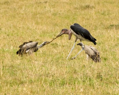 Tug of war over scraps left behind