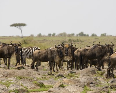 Wildebeasts getting ready to cross