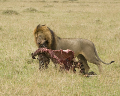 Moving carcass to protect it better
