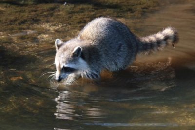 Racoon fishing with paws