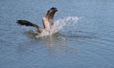 Diving for fish