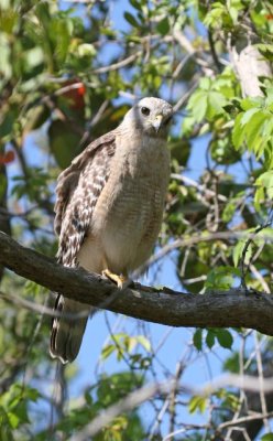 Red Shoulder Hawk