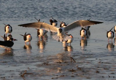 Laughing Gull landing