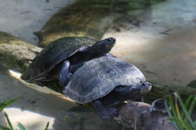 Great Amazon River Turtles Mating