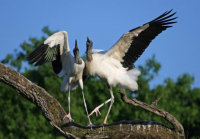 Wood Stork Love song