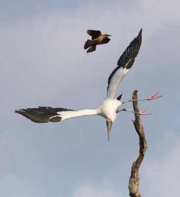 Wood Stork Take-off and Friend
