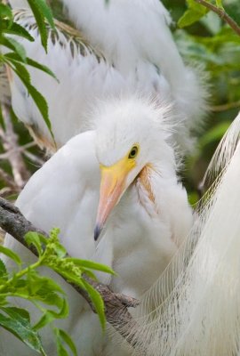 Great White Egret Chick
