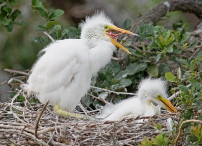 Great White Egret Chicks