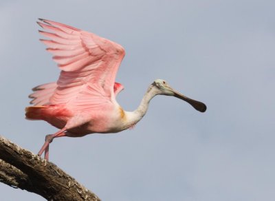 Roseate Spoonbill getting ready to fly