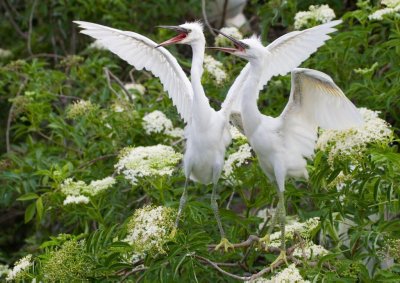 Snowy Egret Chicks hitting the high notes