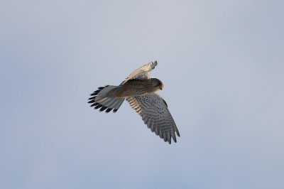 Common Kestrel_aka_Pustułka