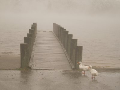Foggy Pier Ducks