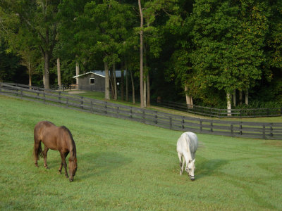 Dscn45170001york river state park horses 1.JPG