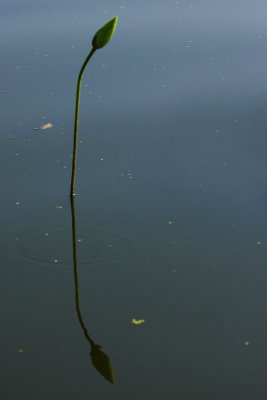 IMG_0006 copy.jpg