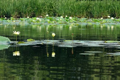 IMG_0010 copy.jpg