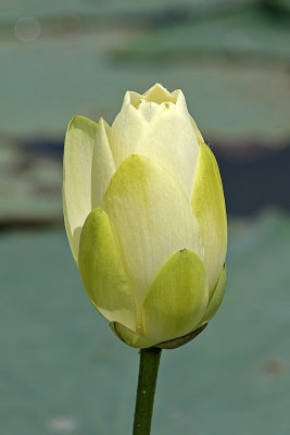 IMG_0278 COPY.jpg